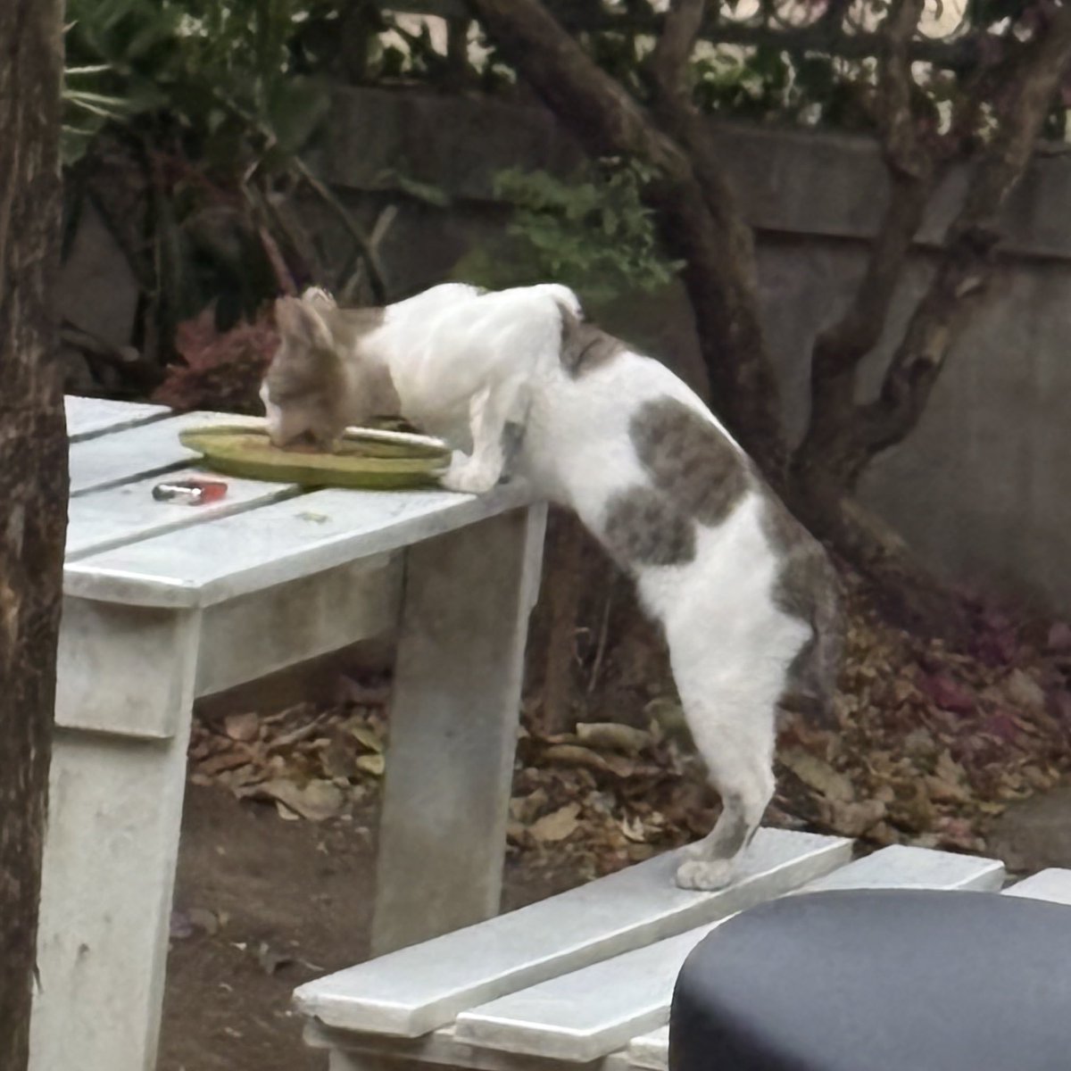 มีแมวแอบกินขนมที่บ้าน กล้ามแขนเธอช่างแข็งแกร่ง