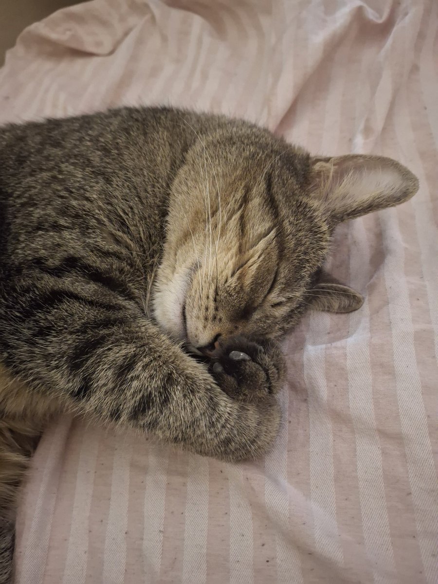 public_mental's tweet photo. Котик знову нагадує про те що ще половина не зібрана 
https://t.co/wyXhpy0bNj https://t.co/hCQHZo0yko