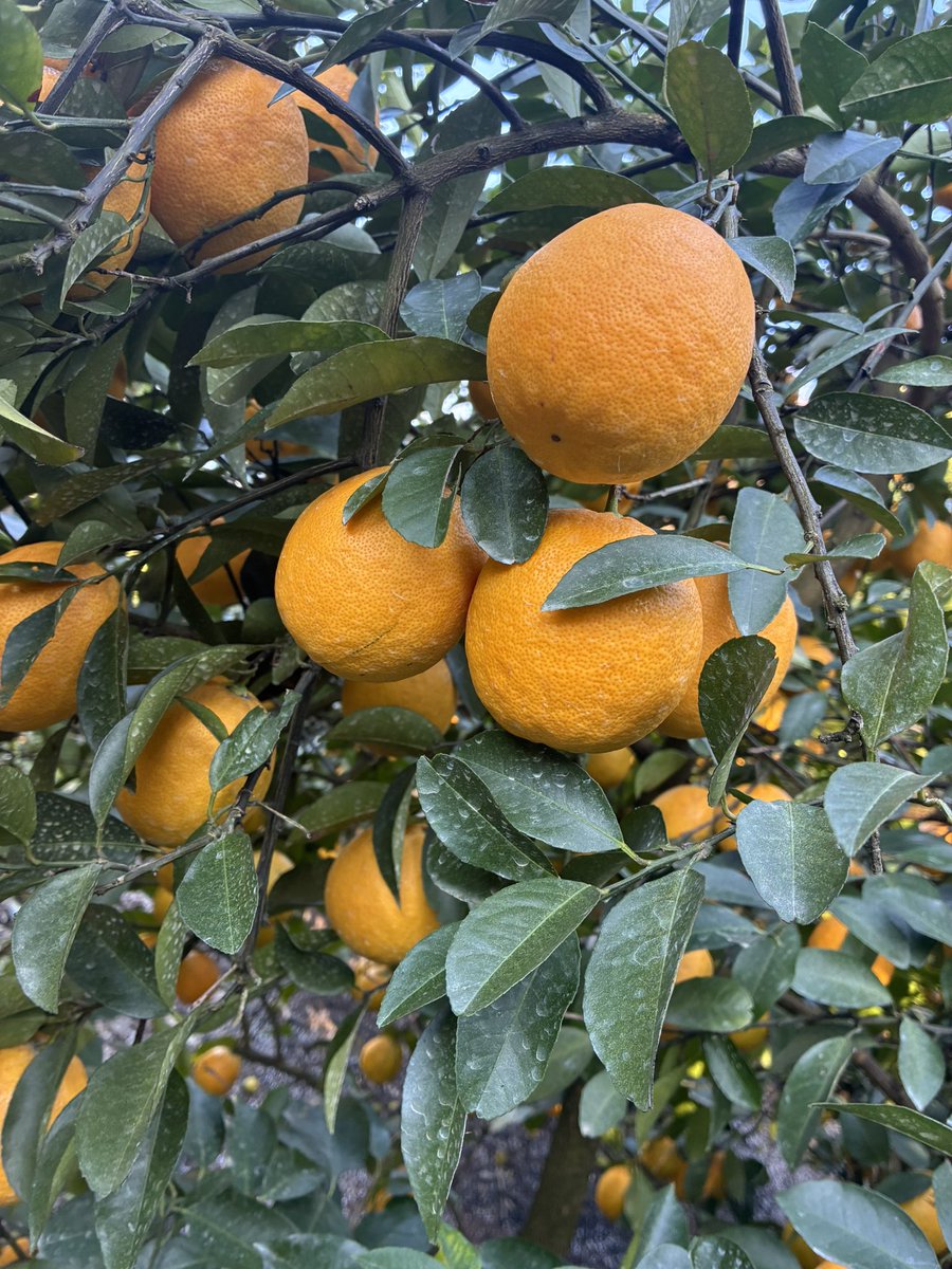 942Lemonade's tweet photo. 西浦レモネードの出荷がいよ���よ今週から始まります！東京、沼津の市場をメインに出荷されます。青果コーナーでお見かけの際はぜひお手に取ってください🙇‍♂️
出荷は4月上旬まで続きます。

#西浦レモネード https://t.co/O7QWQVhC47