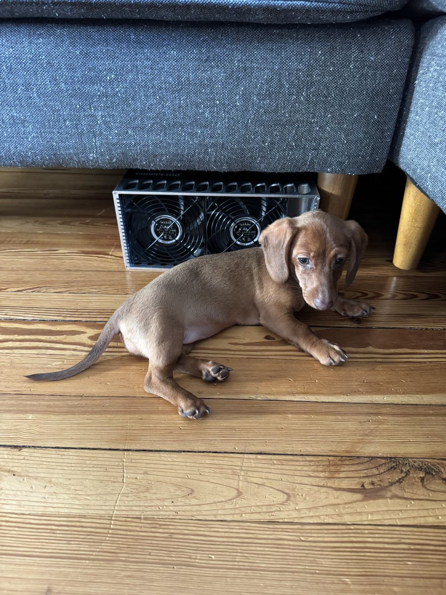 ₿usiness Cat tweet media