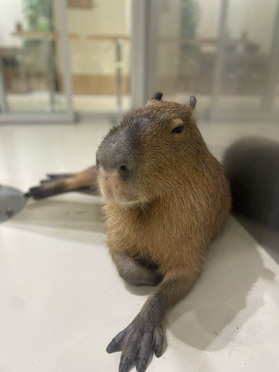 カピバラかぴばら (@capybara5179) / Posts / X