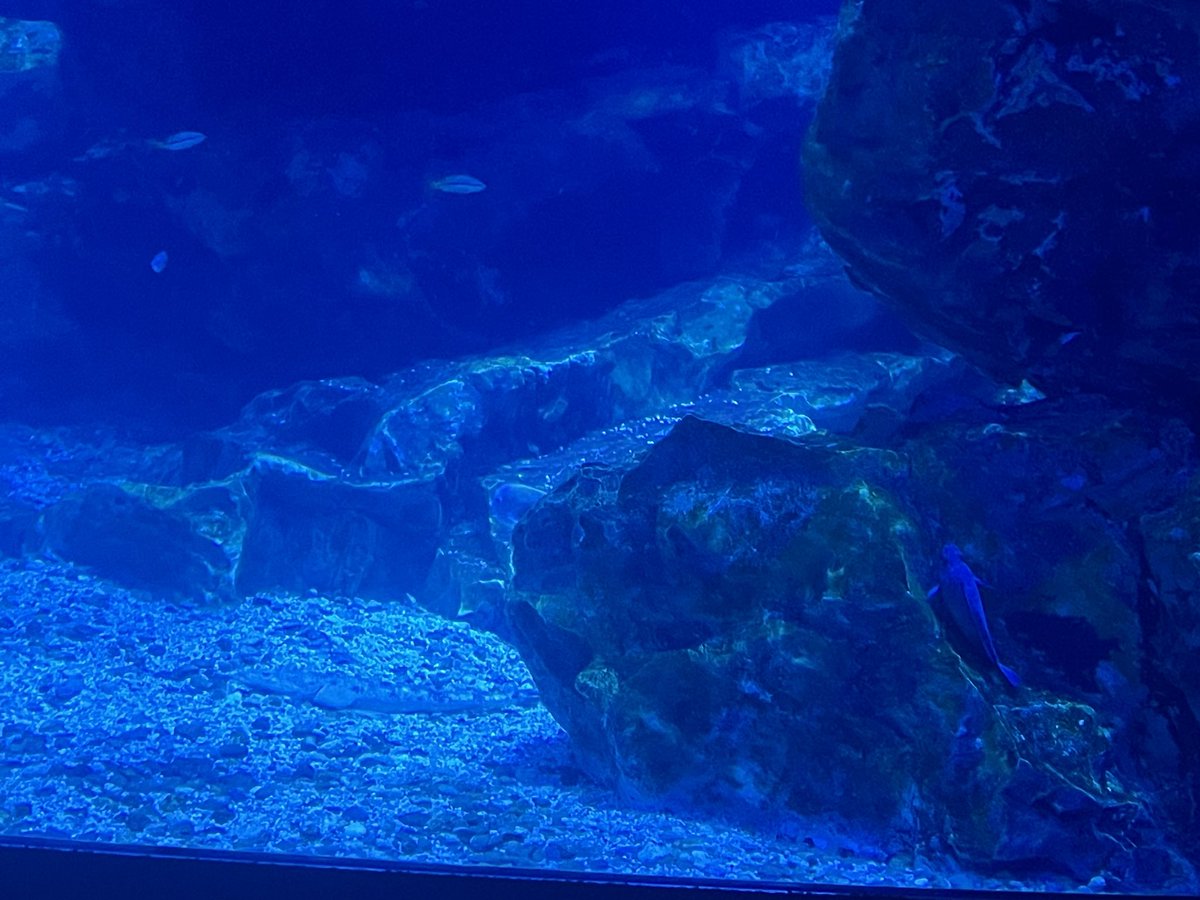 Ne_______k's tweet photo. 潜んでる魚がいる

どこかわかる？私最初全く分からなかった https://t.co/Vx3gv7R84j