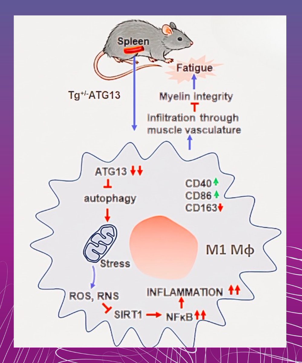 Simmaron Research tweet media