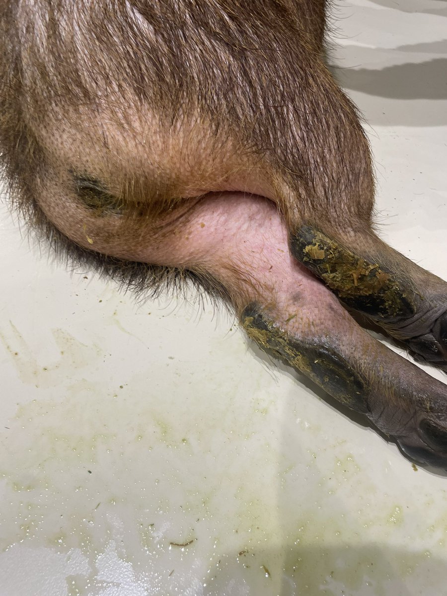 カピバラかぴばら (@capybara5179) / Posts / X