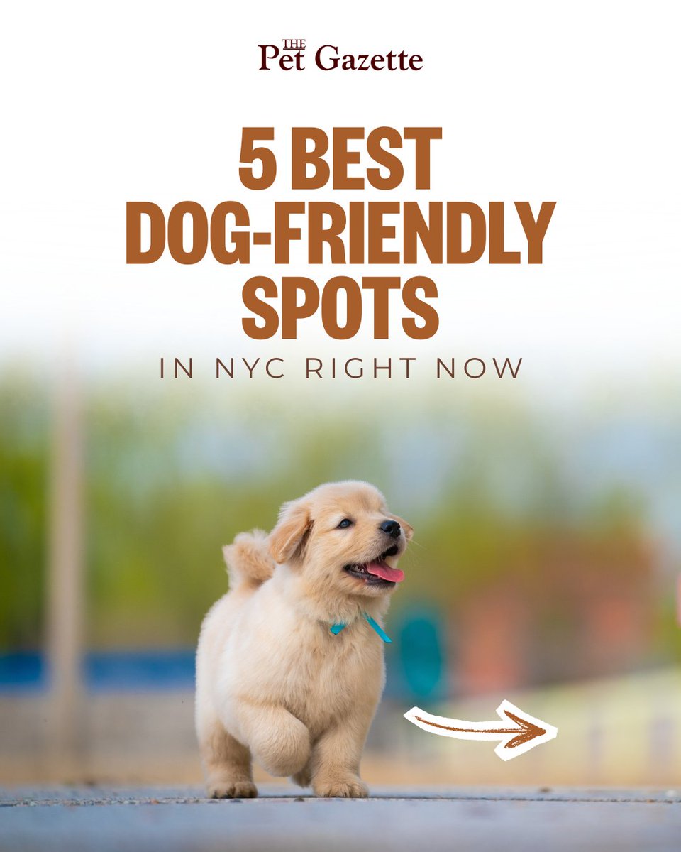 thepetgazette98's tweet image. NYC isn't just dog-friendly — it's dog-OBSESSED. 🐾 Here are 5 spots where your pup will absolutely thrive. Save this for the weekend! 🗽
Which one is your go-to? Or drop a hidden gem below — we might feature it next! 👇
Save + Comment your favorite NYC dog spot
#NYCDogs