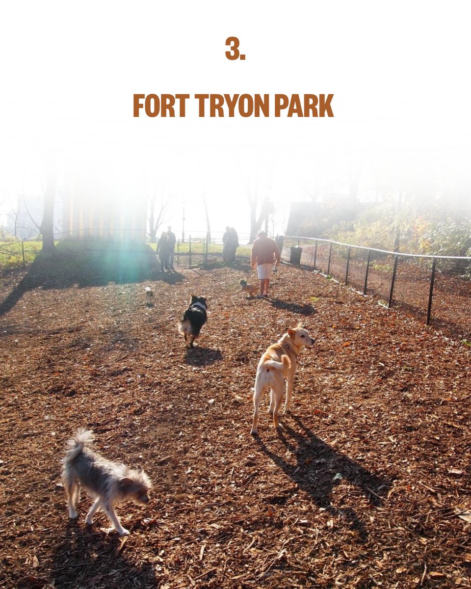 thepetgazette98's tweet image. NYC isn't just dog-friendly — it's dog-OBSESSED. 🐾 Here are 5 spots where your pup will absolutely thrive. Save this for the weekend! 🗽
Which one is your go-to? Or drop a hidden gem below — we might feature it next! 👇
Save + Comment your favorite NYC dog spot
#NYCDogs