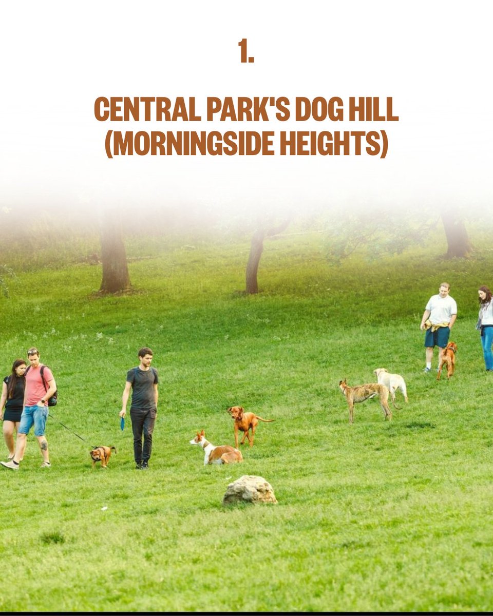 thepetgazette98's tweet image. NYC isn't just dog-friendly — it's dog-OBSESSED. 🐾 Here are 5 spots where your pup will absolutely thrive. Save this for the weekend! 🗽
Which one is your go-to? Or drop a hidden gem below — we might feature it next! 👇
Save + Comment your favorite NYC dog spot
#NYCDogs