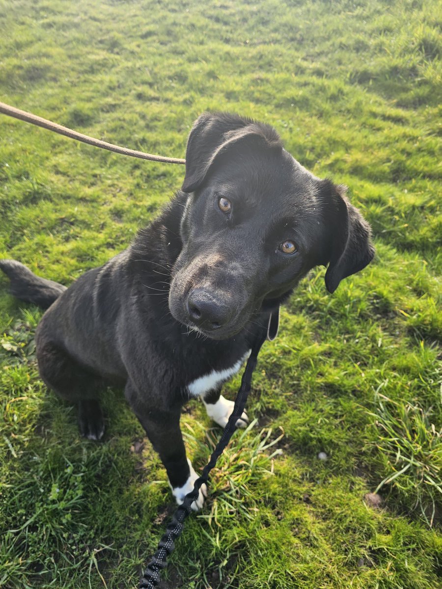 rescuedoggypaws's tweet image. Meet Jess a love bug for sure, this girl is just delightful, one very special girl
She will slot into many homes indeed, friendly - beautifully friendly, great with all people … she’s a chunky monkey, large paws, 32kg of pure loveliness
doggydensukrescue.co.uk
#Nottinghamshire