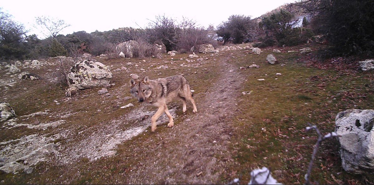 Manisa DKMP tweet media