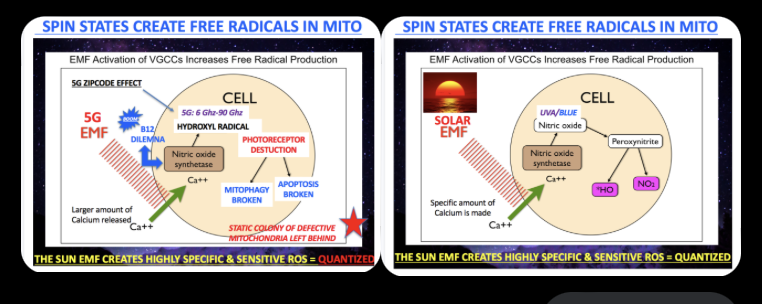 ☣️ Pleb Kruse = BTC foundationalist in exile 🟩🔆 tweet media