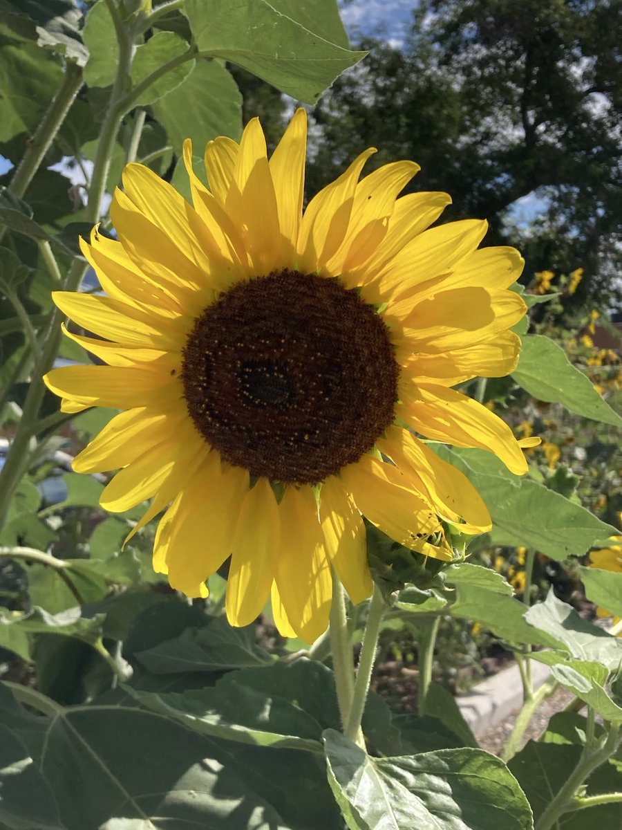 ShirleyMTucson's tweet photo. @Xenta777 We are still with you, and all of Ukraine 🇺🇦 🙏 Slava Ukraini 💙💛 https://t.co/LdjweZHbh3