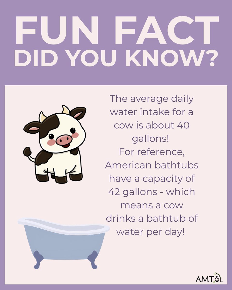 Cows drink a lot of water! #AMTS #cows #nutrition