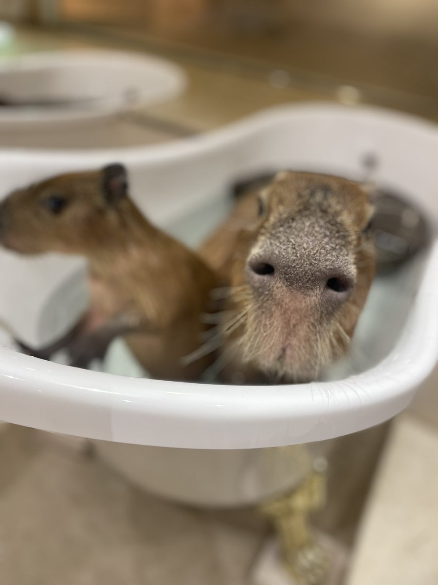 カピバラかぴばら (@capybara5179) / Posts / X