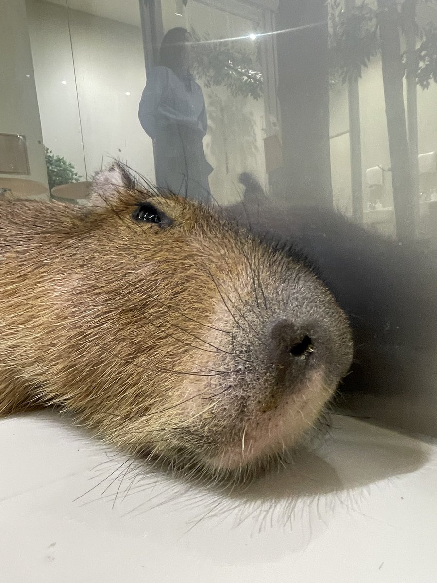 カピバラかぴばら (@capybara5179) / Posts / X