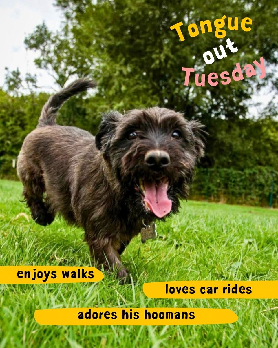 DT_Salisbury's tweet image. Beans adores his walks, rides in the car and spending time with his beloved hoomans. He is currently enjoying life with one of our foster carers 🐾💛

Find out more on our website (link in bio)

#FullofBeans #CutestBean #AdoptMe #DogsTrust #DogsTrustSalisbury