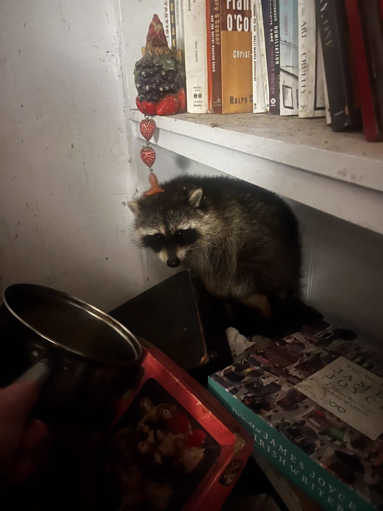 A small raccoon stands timidly in the lowest corner of a built-in bookshelf that he has visibly ransacked by throwing out stacks of books and games to reach a James Joyce inspired jigsaw puzzle. He looks upward to eye level of the photographer (me) as my left hand extends an offering of warm ramen noodles to him.