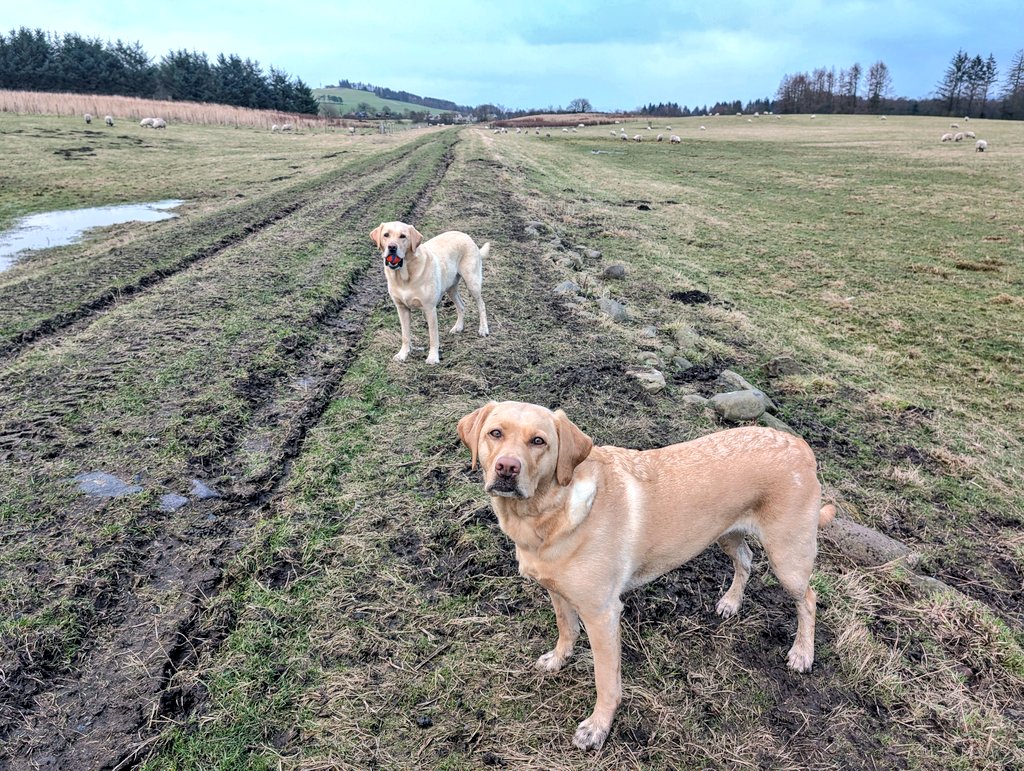 Finished work, quick meeting, straight home.
Two very patient Labradors finally get to go for their swim.
Worth the wait. 🌊