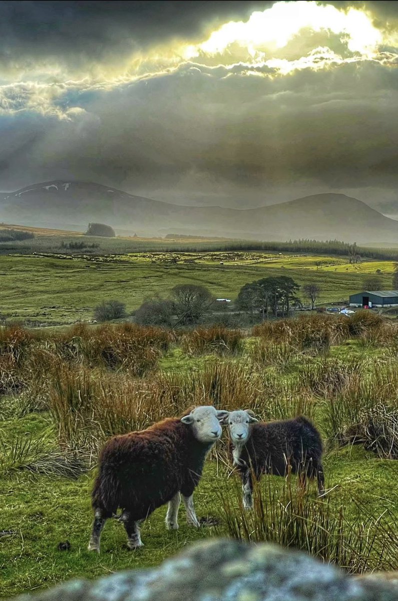 Catstycam.com tweet media