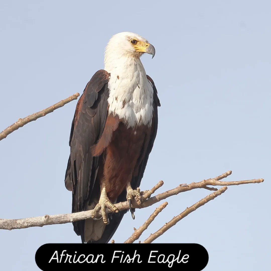 AnsuDunor's tweet photo. African Fish Eagle photographed by a client Rob Corr @ Alahein River, the Gambia. You can check out our website for your Birding/Wildlife Photographing Holiday within the Gambia and Senegal https://t.co/jAQliOB5KH https://t.co/KcyViUByRD