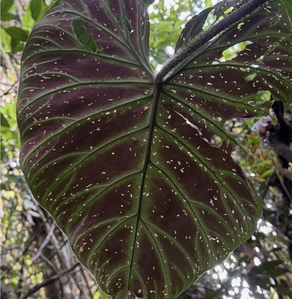 jaly Souza | KONA 🪶❤️ tweet media