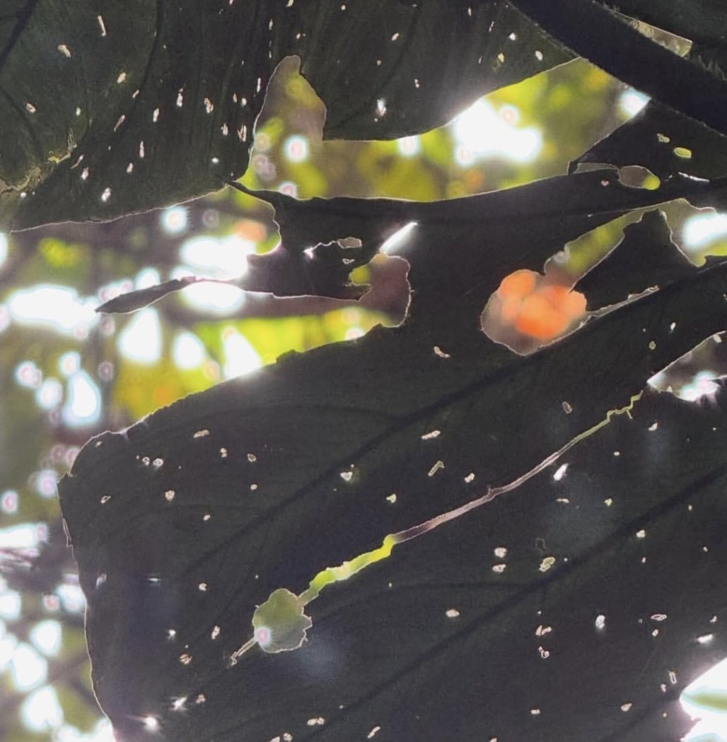 jaly Souza | KONA 🪶❤️ tweet media