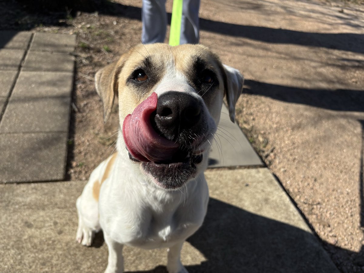 Aggieland Humane Society tweet media