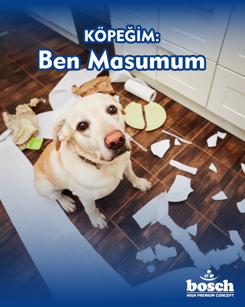 BoschDogFoodTr's tweet photo. Suçlu: rüzgâr.
Tanık: mama kabı.
Delil: dağılan ortalık
Karar: “Biraz daha #mama verelim.” 😅🐾 https://t.co/qrDpuoAmwo