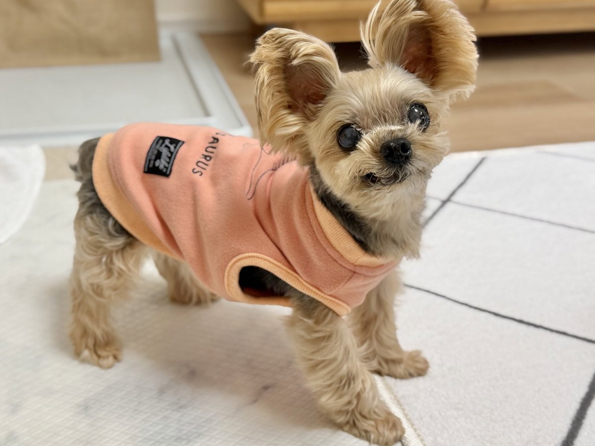 キキ🐶 tweet media