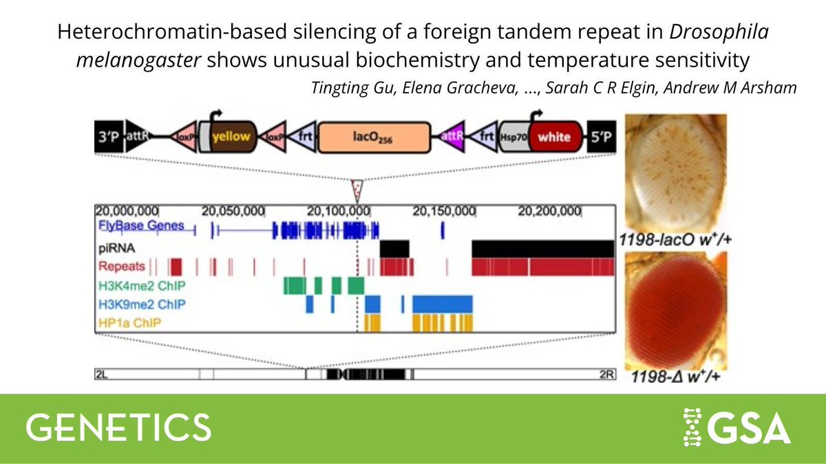 GeneticsGSA's tweet image. New research in #GENETICS from @AndyArsham and colleagues shows how a #Ecoli lac operator can form ectopic heterochromatin in the #Drosophila genome, resulting in a distinct histone modification pattern and an unusual temperature sensitivity. buff.ly/AlzAqQD