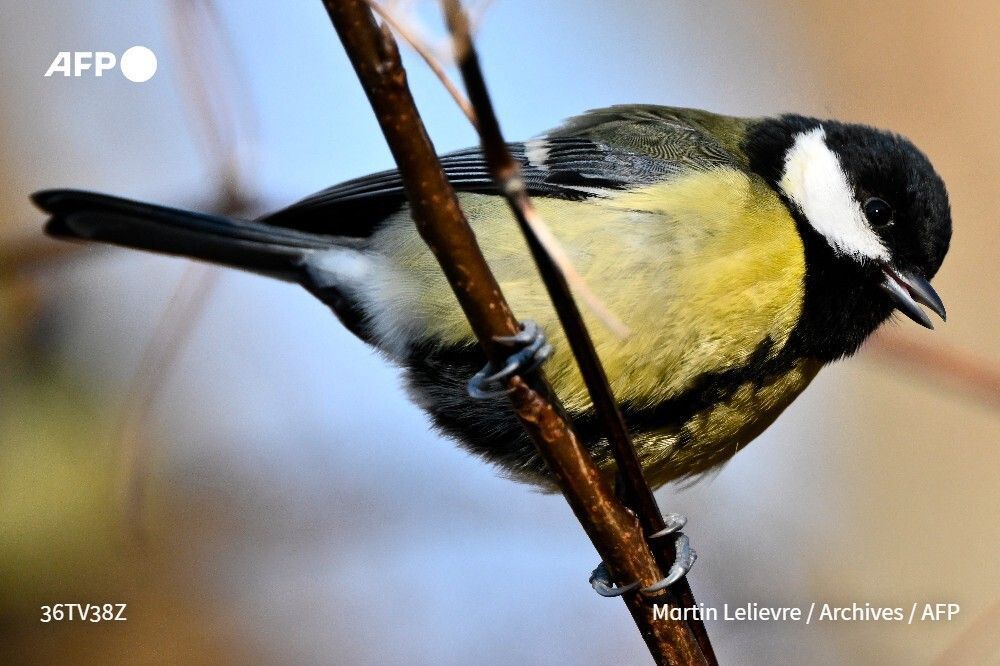 Agence France-Presse tweet media