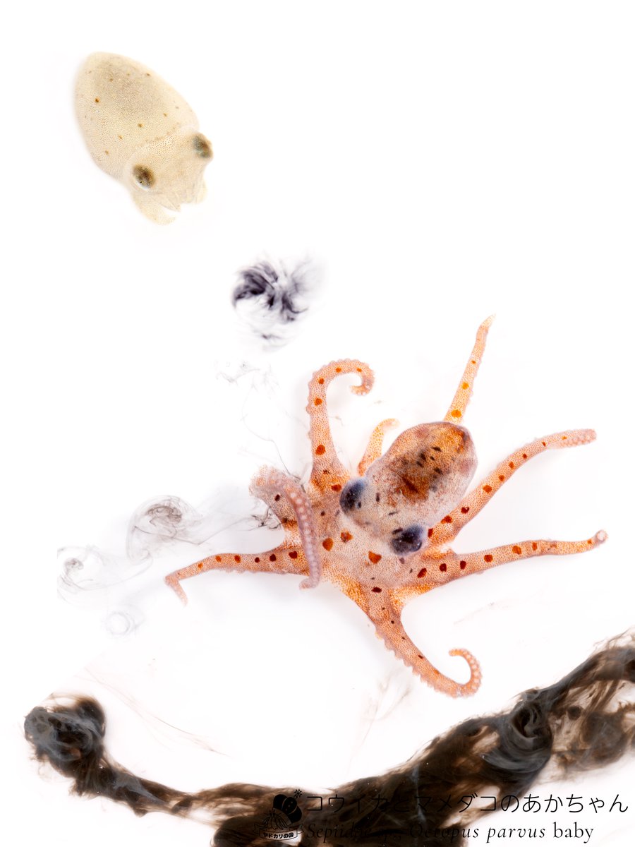 でんか@『海のあかちゃん』『ヤドカリ探索図鑑』 tweet media