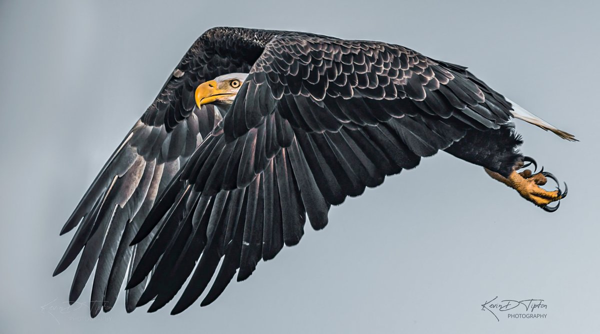 Capt KEVman!!! (GreyBeardAdventures) tweet media