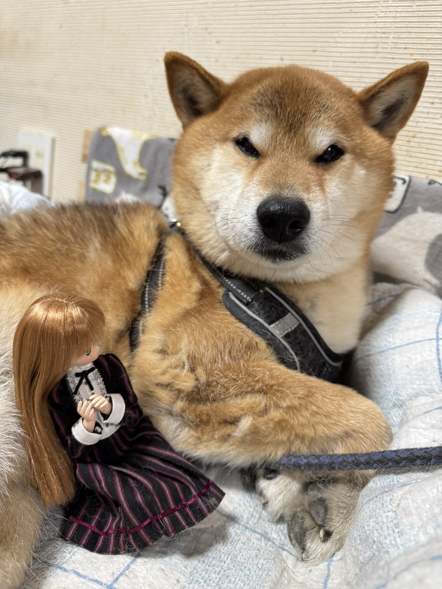 くまきち (@bearbeartyan) / Posts / X