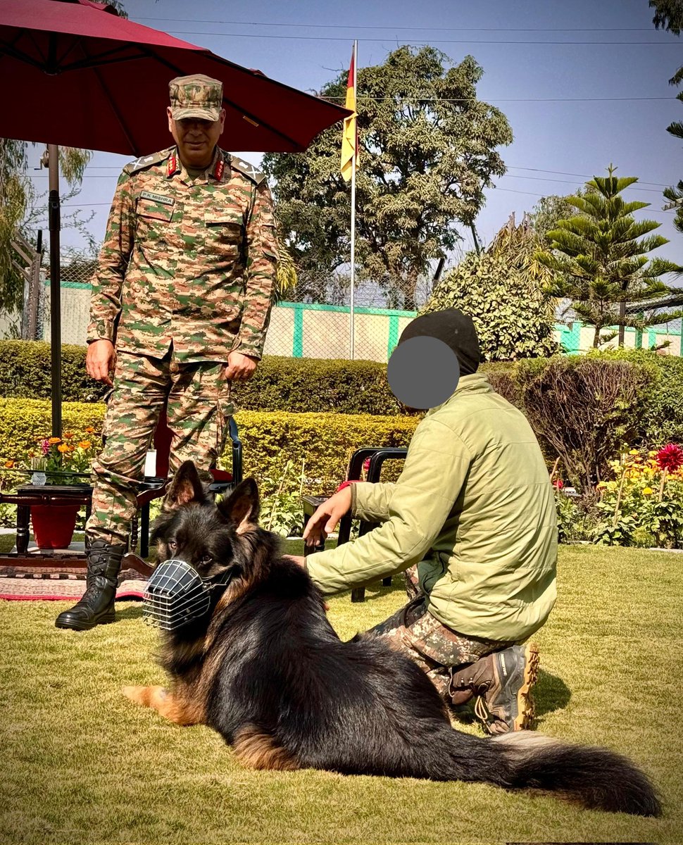 NewsIADN's tweet image. #IndianArmy's Assault K9 #Tyson is recovering well from her wounds after wasting Pakistani terrorists in #Kishtwar.