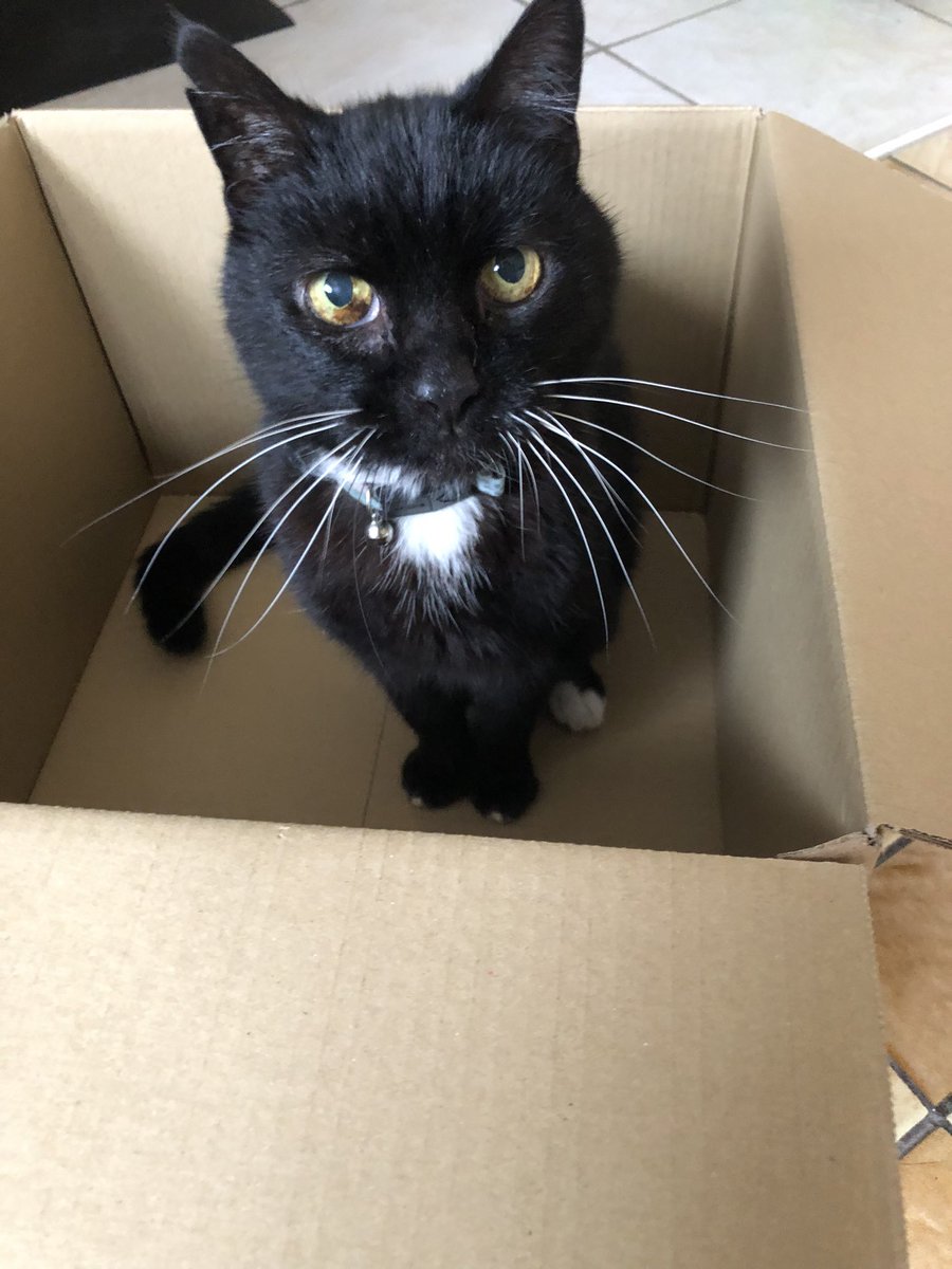 RobinHousemate's tweet photo. @ShouldHaveCat Robin has his tuxedo done up 😸 https://t.co/IpaCaAAlGn