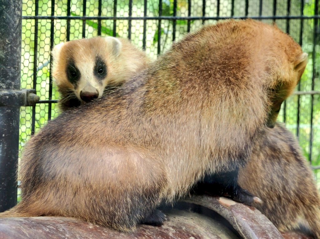 ゴン太 (@Jyoutaro_Togo) / Posts / X