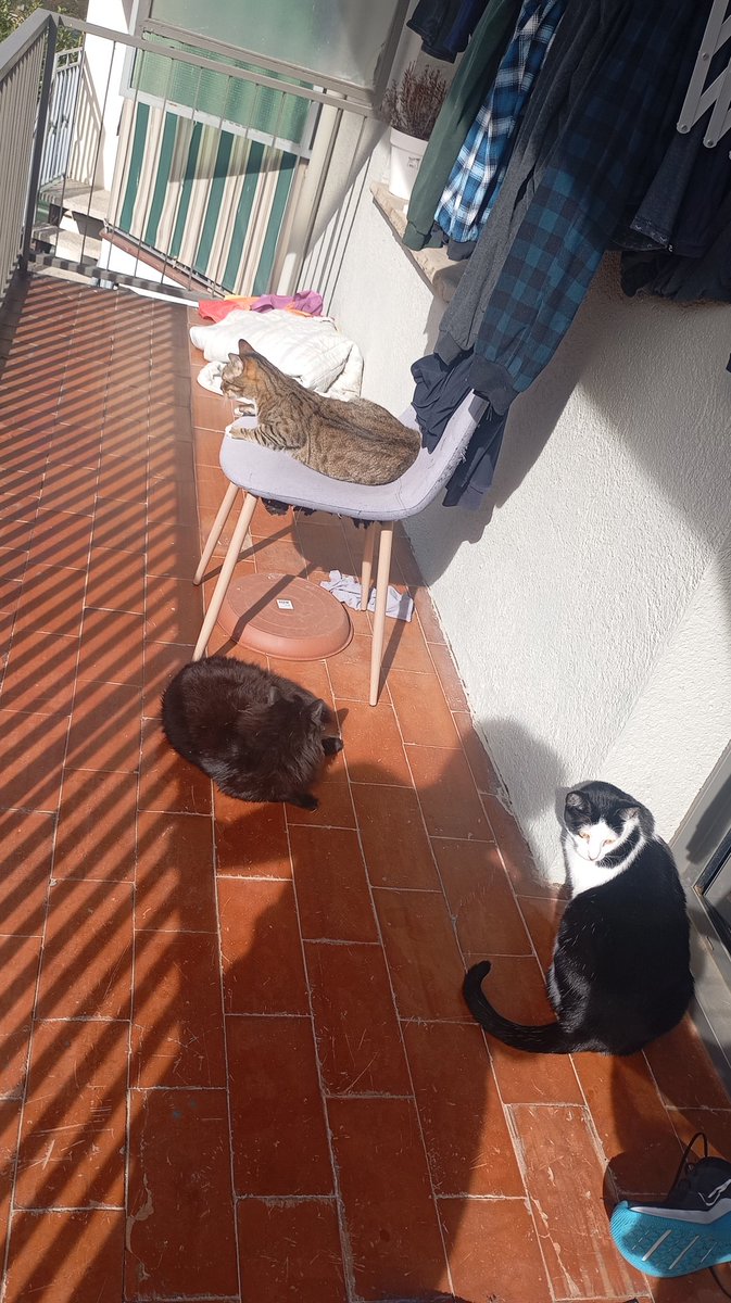 bitterviolet's tweet photo. Pues nada, tocaba salir un rato a la terraza https://t.co/Vh2XV1eKWs