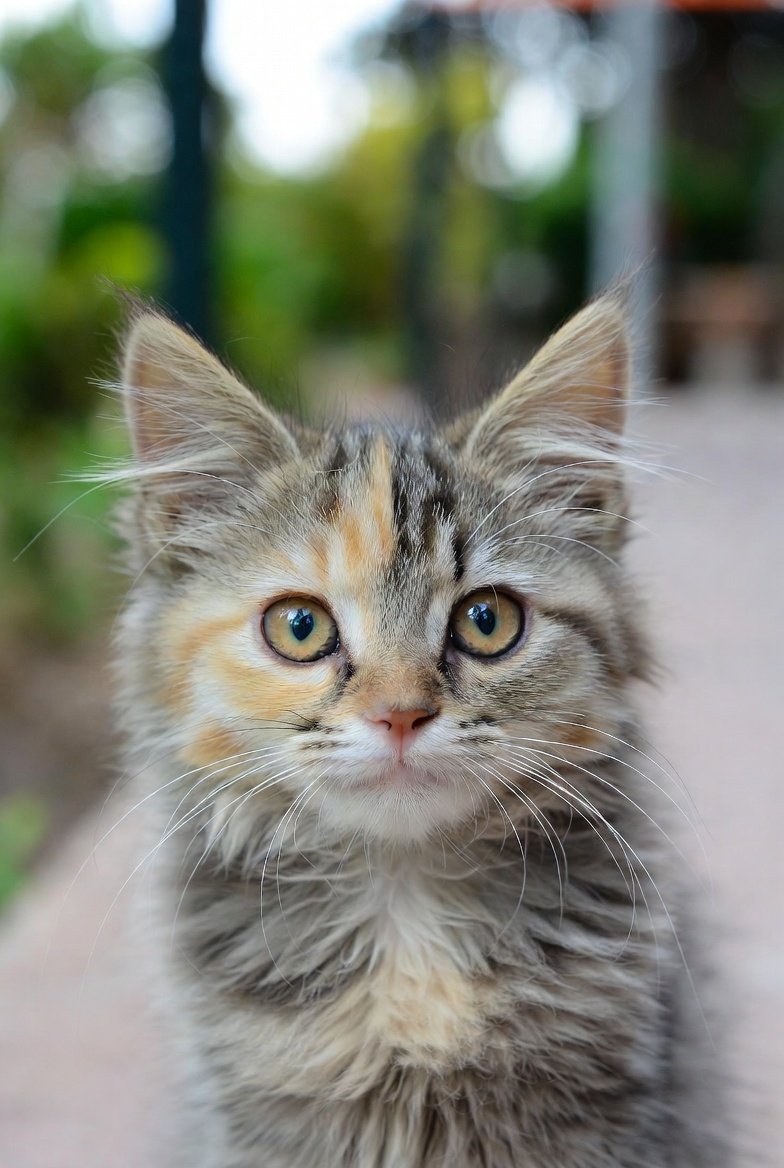 Por Un Mundo Felino Mejor 🌍🐱 (@fernandogo5792) on Twitter photo 