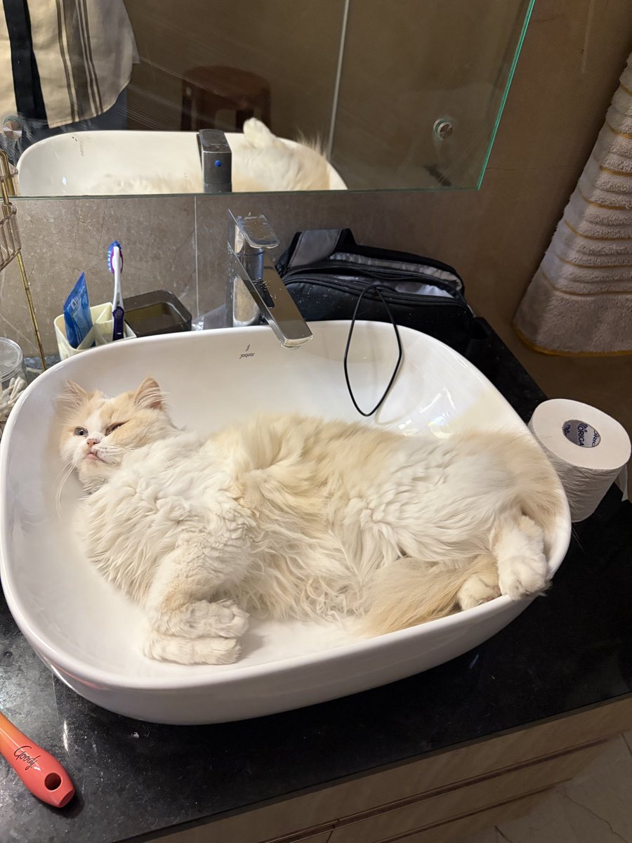 Proffitt's tweet photo. Nap time kitties https://t.co/Nt1KMTpFrk