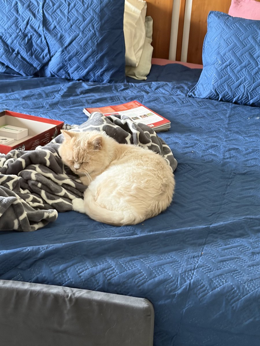 Proffitt's tweet photo. Nap time kitties https://t.co/Nt1KMTpFrk