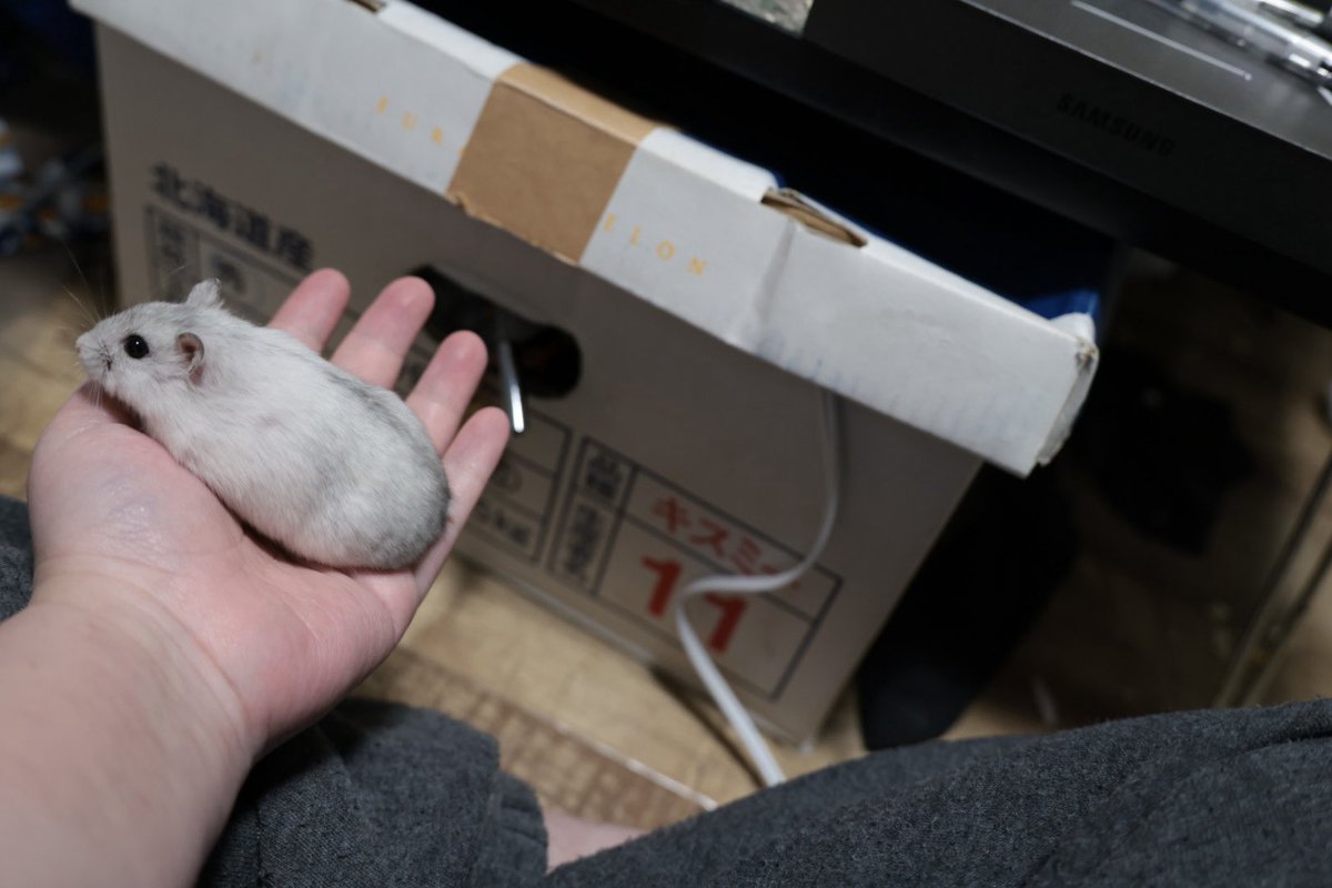 これ、スマホで撮影してるわけじゃないから 手乗りハムスター撮影する