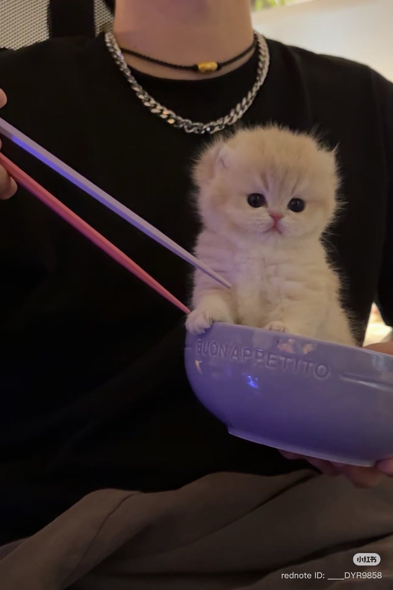 cutest cats (@cutestscats) on Twitter photo 