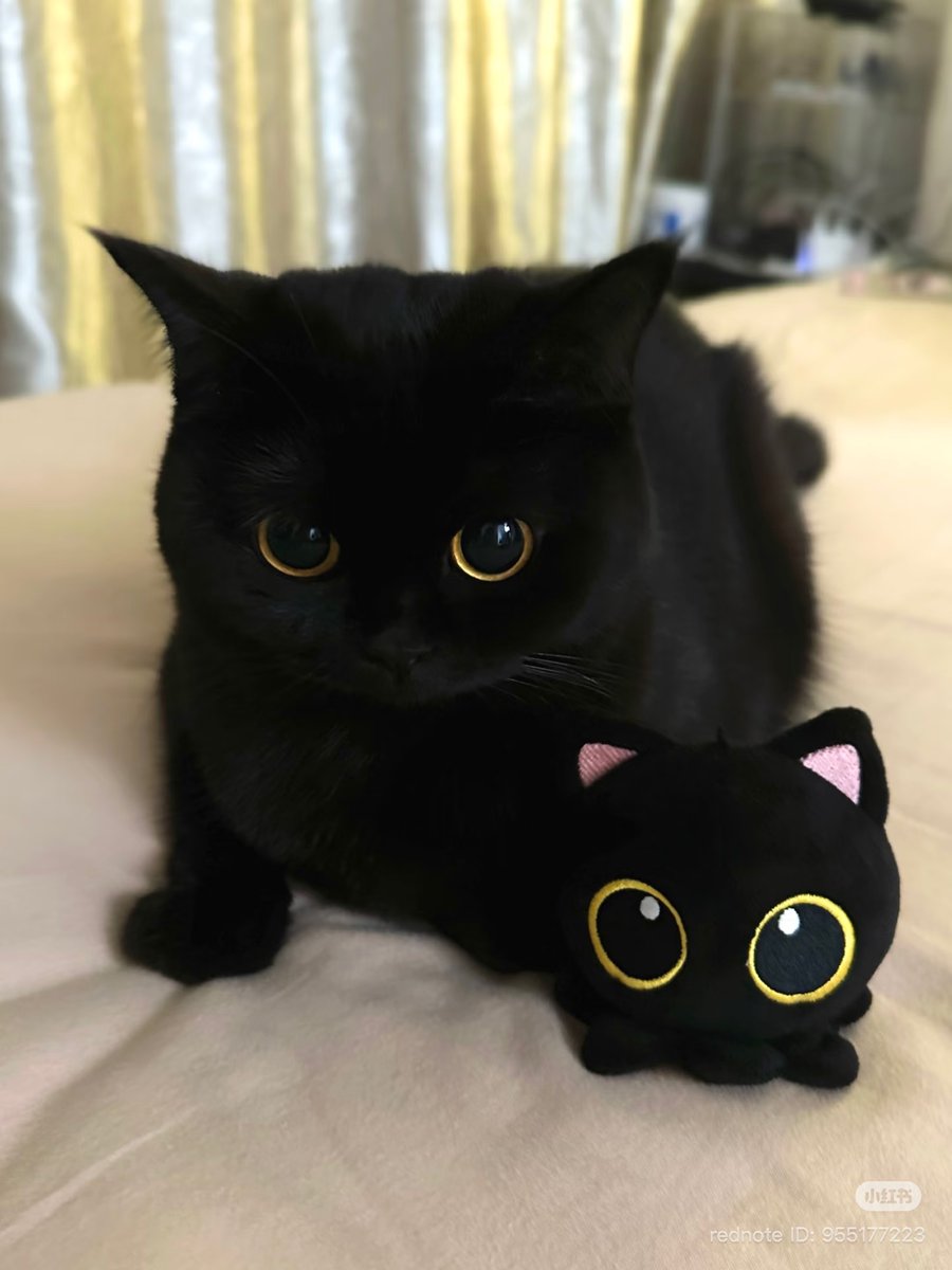 cutest cats (@cutestscats) on Twitter photo 