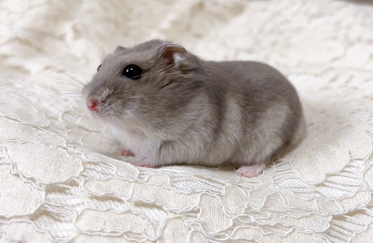 ぴっぴ (@mocomo2co2) on Twitter photo 