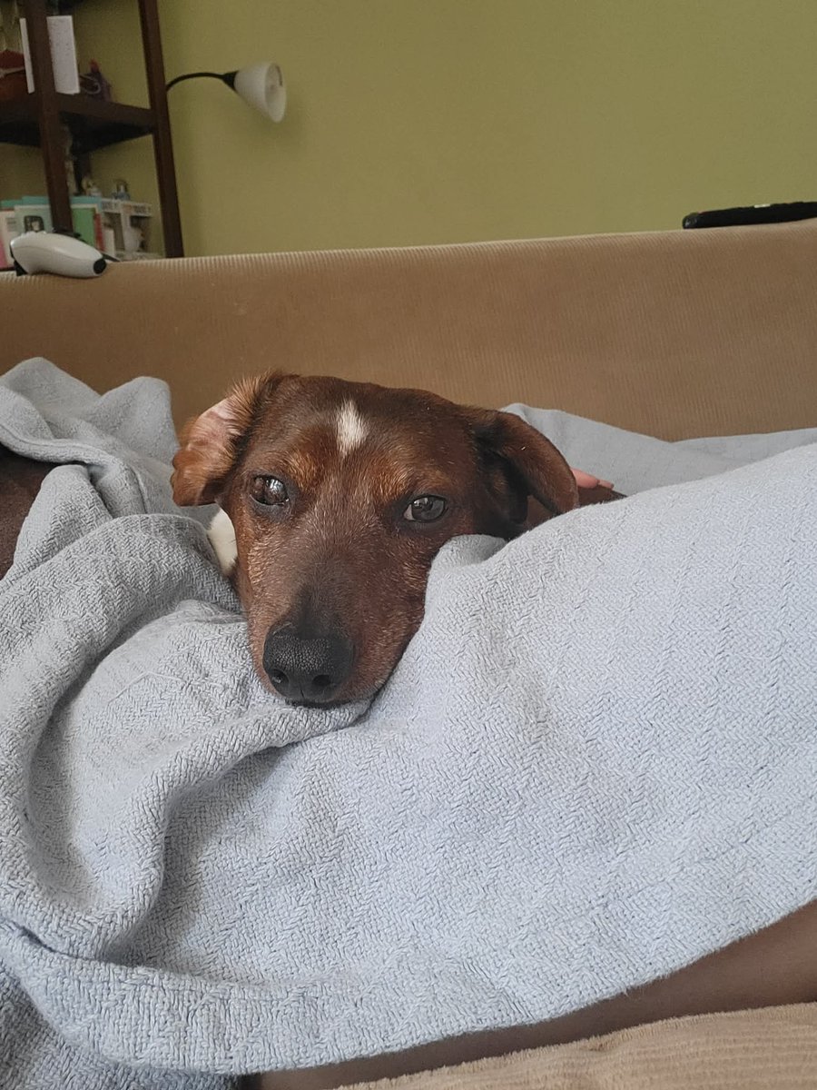 If you scroll past without telling my boys they're handsome it's 50 years of bad luck.

Just saying.