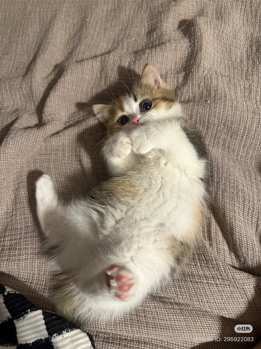 cutestscats's tweet photo. https://t.co/zbNuQukKRc
