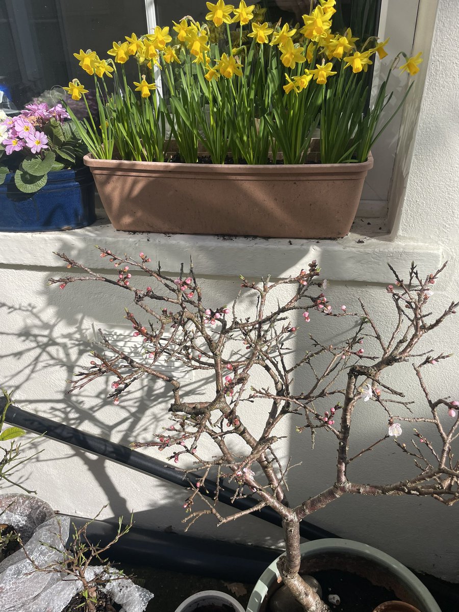 claudiohfox's tweet image. Well, it’s finally stopped raining long enough to get in the garden.

A morning of planting seeds, organising &amp;amp; moving pots. Time to enjoy the daffodils, crocus, heather and early peach &amp;amp; cherry blossom

Best of all though 👉 a Ladybird 🐞 with 2little ones on an #Oak
#GetOutside