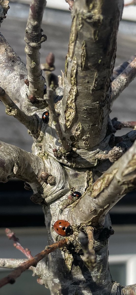 claudiohfox's tweet image. Well, it’s finally stopped raining long enough to get in the garden.

A morning of planting seeds, organising &amp;amp; moving pots. Time to enjoy the daffodils, crocus, heather and early peach &amp;amp; cherry blossom

Best of all though 👉 a Ladybird 🐞 with 2little ones on an #Oak
#GetOutside
