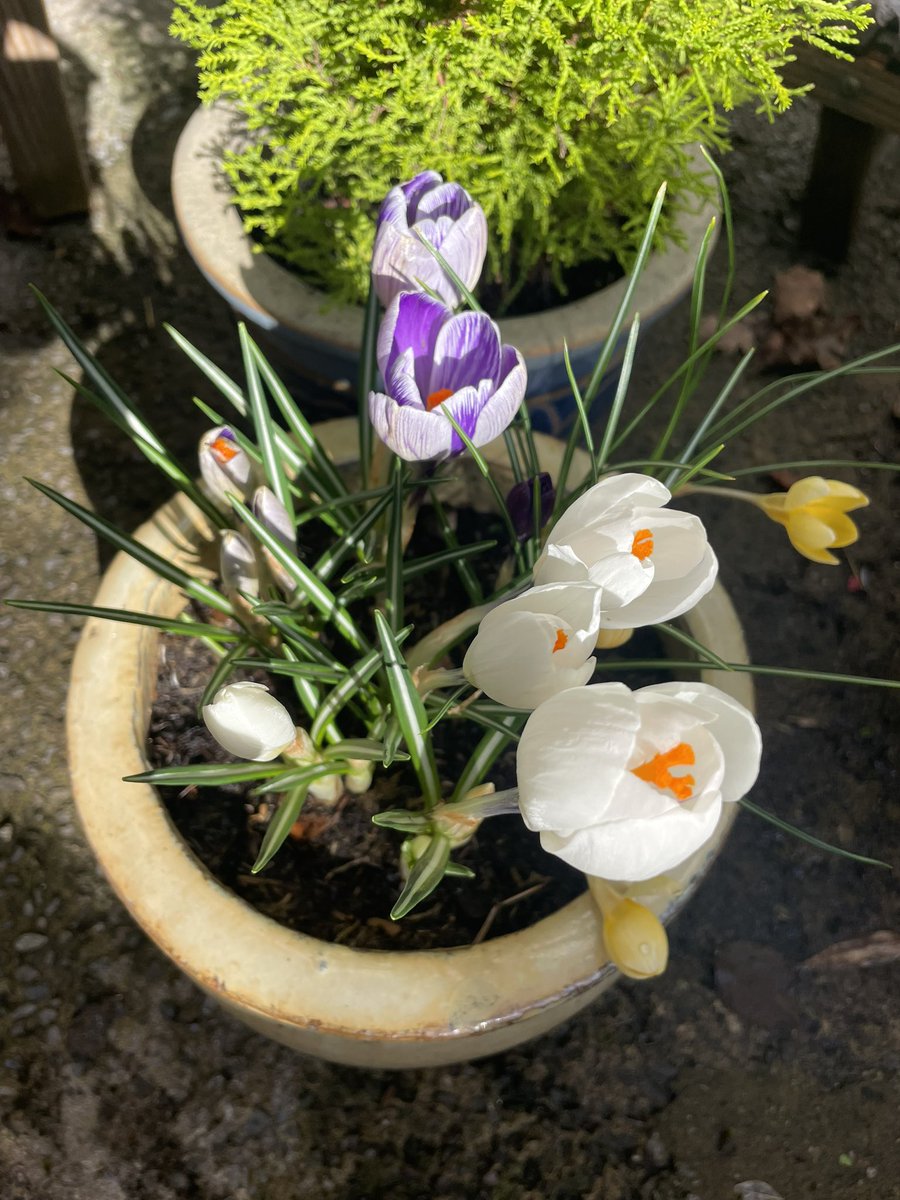 claudiohfox's tweet image. Well, it’s finally stopped raining long enough to get in the garden.

A morning of planting seeds, organising &amp;amp; moving pots. Time to enjoy the daffodils, crocus, heather and early peach &amp;amp; cherry blossom

Best of all though 👉 a Ladybird 🐞 with 2little ones on an #Oak
#GetOutside