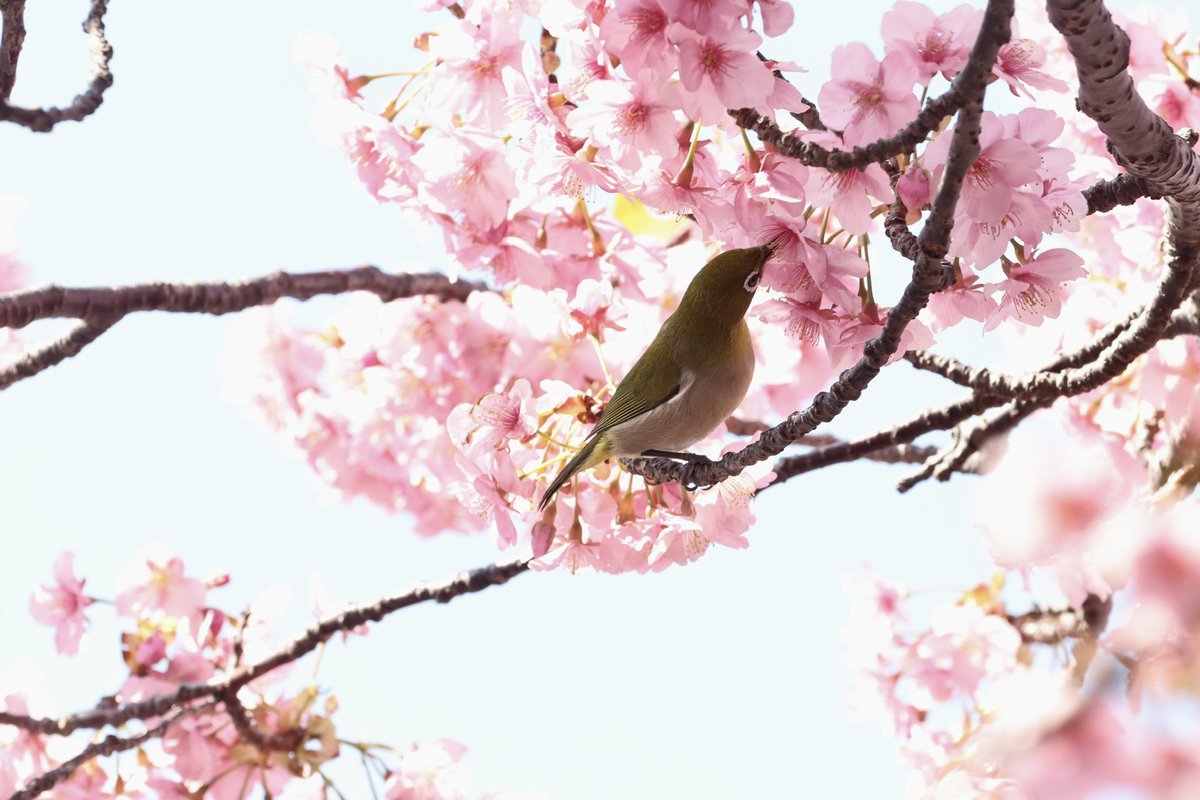 choco_o_sm31's tweet photo. 河津桜見に行ってきました〜！

#河津桜 #河津桜まつり #伊豆 #河津 https://t.co/S6rt7qRSyz
